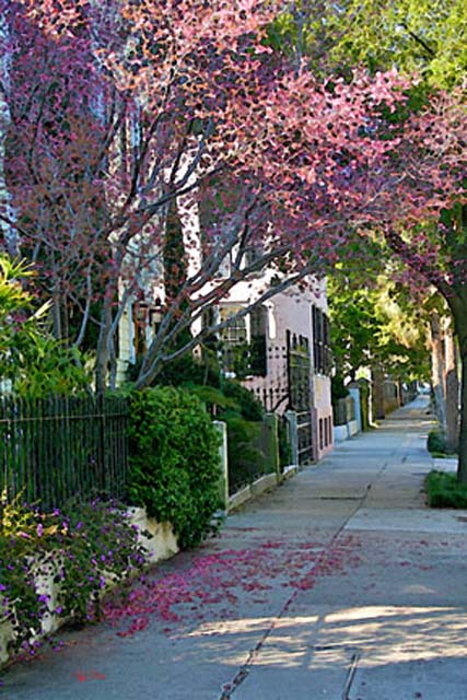 Springtime in Charleston