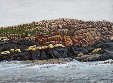 Harbor Seals